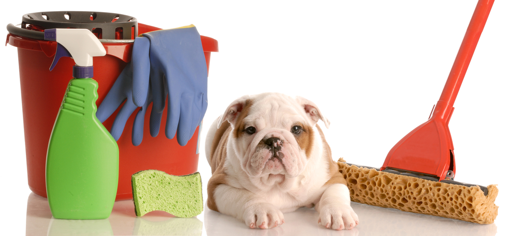 How do people with pets keep their houses clean?