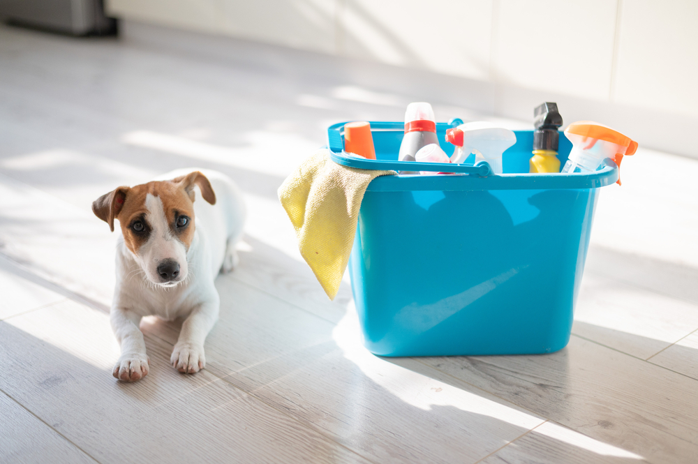 How to Maintain a Clean Home with Pets